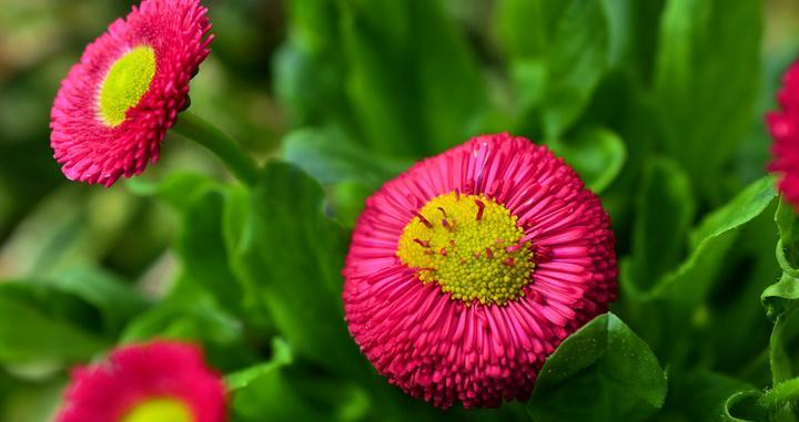 红色雏菊的花语与寓意（花开如火）