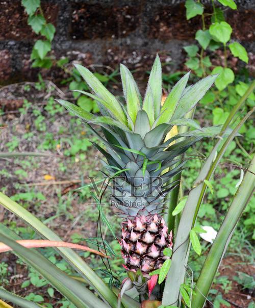 探究菠萝的多年生特点（了解菠萝植物种类和特征）