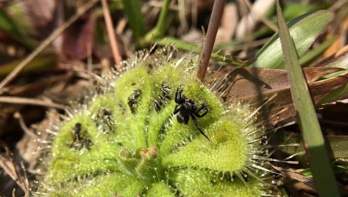 不生虫子的花卉大盘点（探秘生长不易寄生虫的15种花卉）