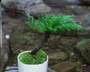 不死草卷柏的种植方法（学会这几招）