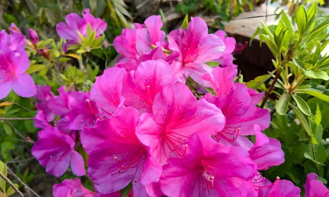 缤纷杜鹃，不同颜色的花语（探寻杜鹃花背后的意义）