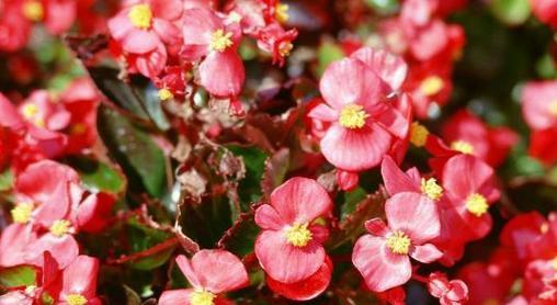 探秘海棠花不同颜色的花语（海棠花的五彩斑斓）