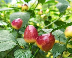 菜椒种植月份选择解析（探寻菜椒种植的最佳时间和方法）