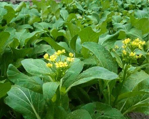 菜心种子的种植方法（学会如何在家中自己种植营养丰富的蔬菜）