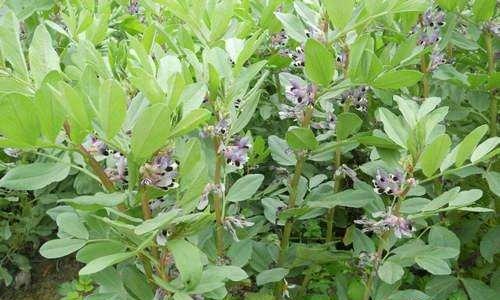 蚕豆种植指南（选择最佳时间点）