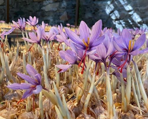 藏红花种子的获取与培育（从种植到收获）