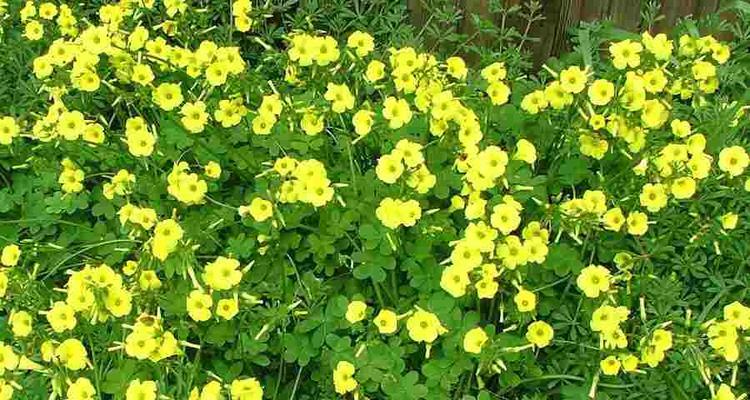 多年生草本植物的种类及特点（探究多年生草本植物的生长环境）