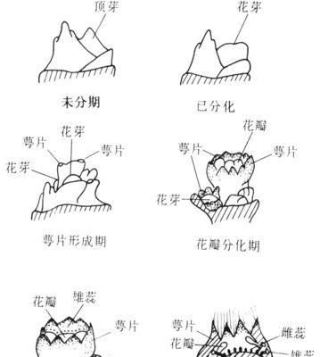 草莓的开花结果时间表（了解草莓花期与结果时间）