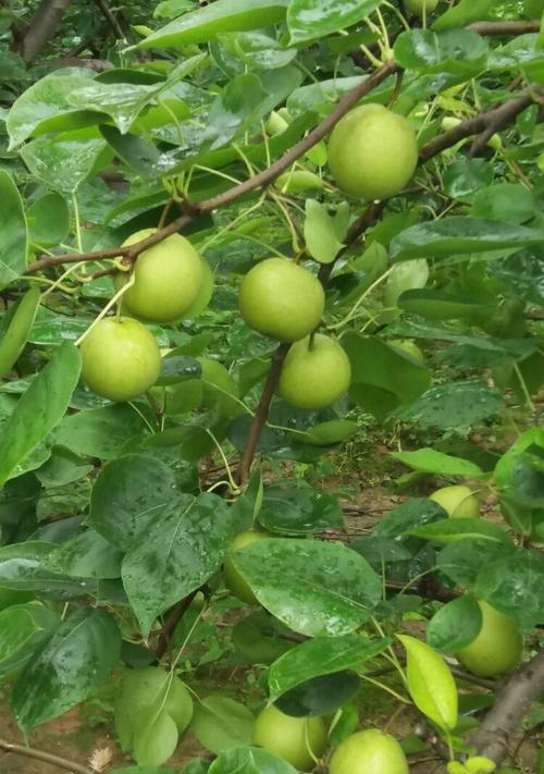 梨子成熟季节剖析（探究梨子成熟的月份）