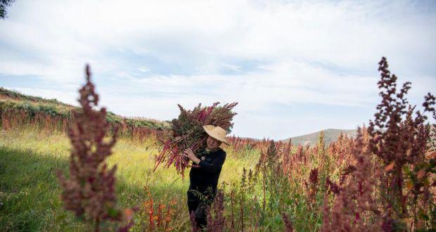 黎麦亩产量及优化种植技术（一亩地能产多少公斤）