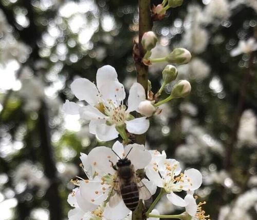 李树花的神秘色彩（探寻李树花颜色的奥秘）