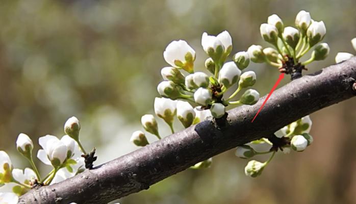 李子的花期和结果时间分析（从开花到结果）