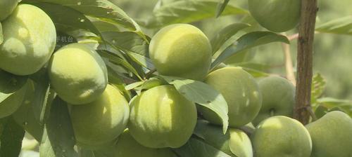 李子成熟季节剖析（揭秘李子成熟的几月和生长习性）