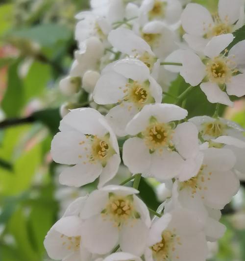 探寻李子花的色彩之谜（一种美丽的多彩植物）