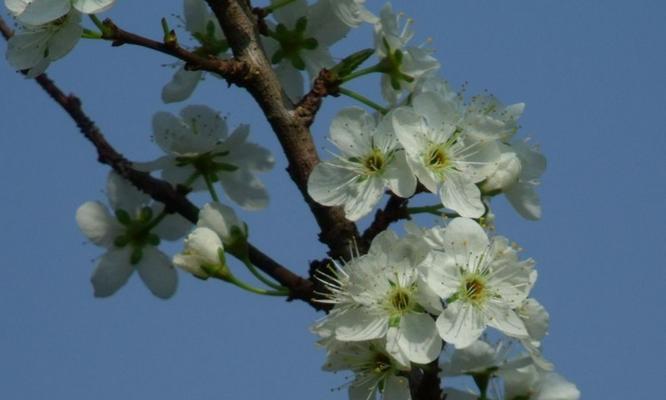 李子树花的颜色是什么（探究李子树花的色彩世界）