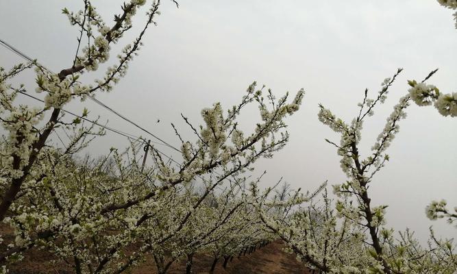 李子树开花结果的奥秘（探究李子树几年开花结果的因素与方法）