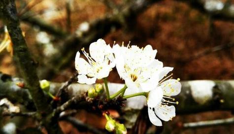 李子树的开花季节（了解李子树开花的季节以及生长特点）