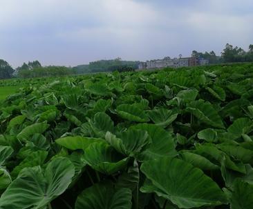 荔浦芋头的成熟和上市时间（探秘荔浦芋头的生长过程及销售特点）