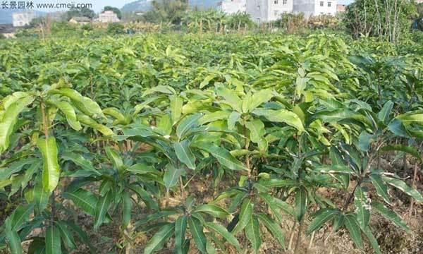 荔枝树的最佳肥料是什么（了解荔枝树肥料的选择和使用）