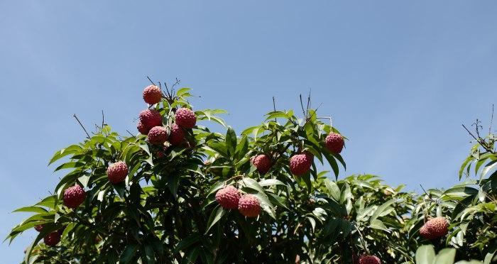 荔枝王成熟时间及采摘技巧（掌握成熟期和采摘方法）