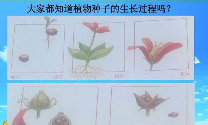 荔枝种子的种植方法（从种子选择到栽培）