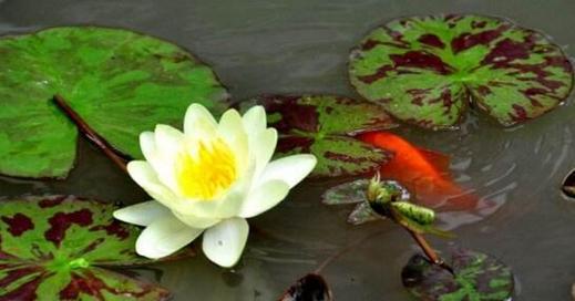 莲花的生长环境与地方条件（探寻莲花在自然界中的栖息地及喜好条件）