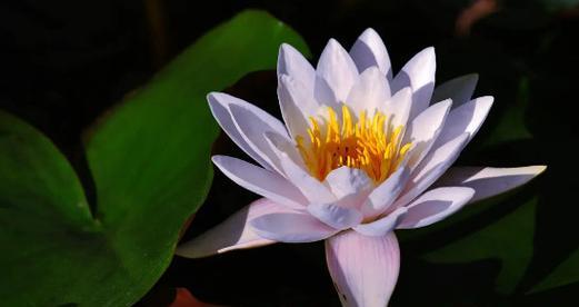 莲花的生长习性特点及环境条件（探究莲花的生态环境和优越性）