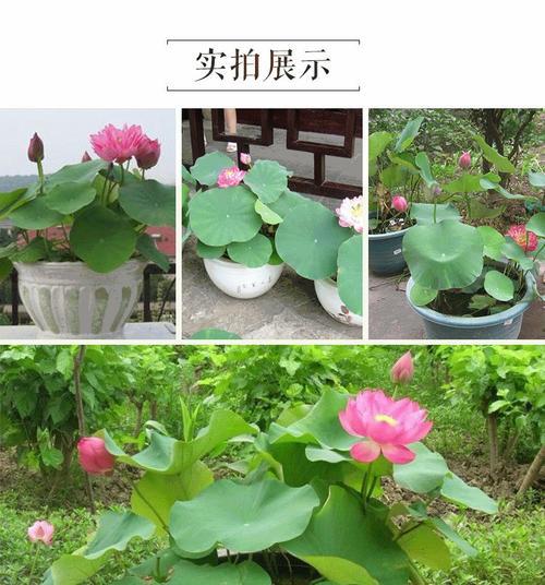 莲花开花时间全解析（春夏秋冬）