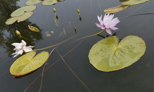 莲花秋天开花的奇迹（探秘莲花秋季开放的美妙奥秘）