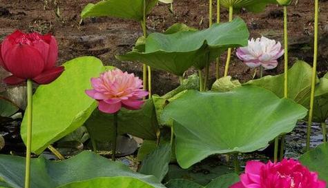 莲花的种植技巧（掌握正确的播种时间）