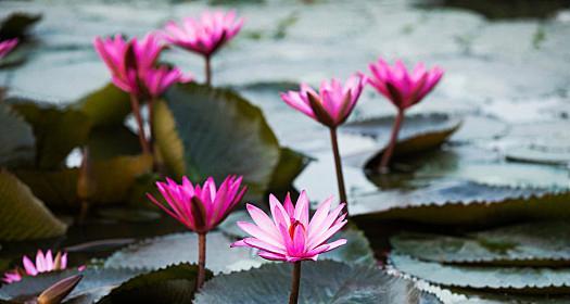 莲花生的生长环境条件及特点（探究莲花生的生长环境和生长特点）