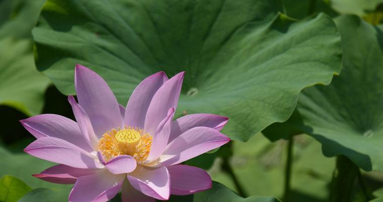 莲花——被子植物的代表（探究莲花的分类）