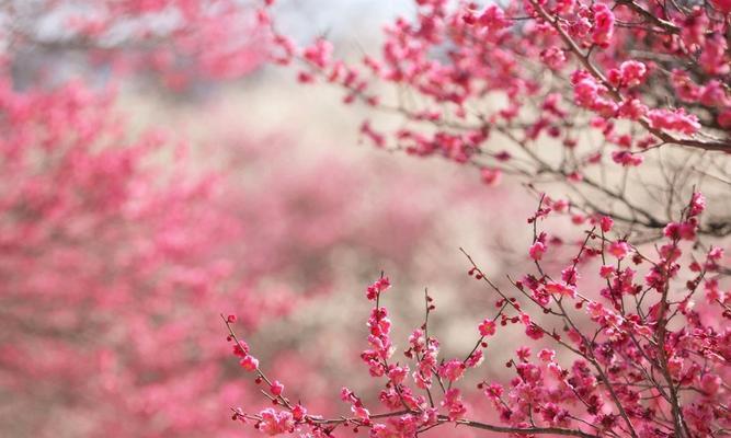 浪漫樱花，花开一季绽放爱意（以粉色樱花代表的花语及意义）