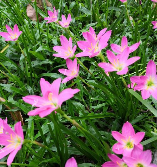 风雨花（探究风雨花的花语与寓意）