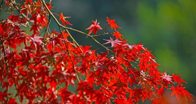 枫叶的花语之美（秋叶红于二月花高山枫叶诉衷肠）