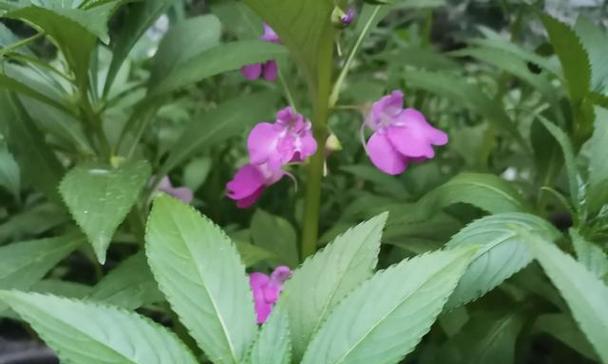 凤仙花的象征意义与魅力（凤仙花）