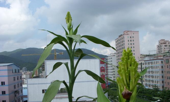 富贵树开花寓意与好处（揭示富贵树开花的神秘力量和传说）