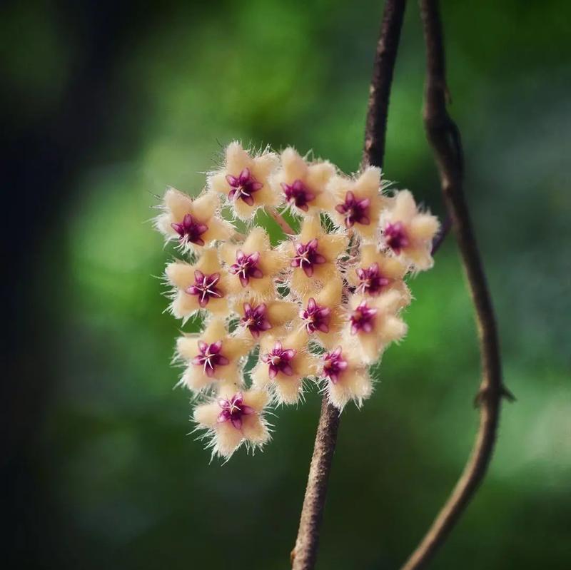 甘蔗开花的预兆与寓意（揭秘甘蔗开花的奥秘）