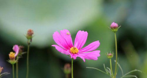 格桑花（探寻格桑花的意义及其文化内涵）