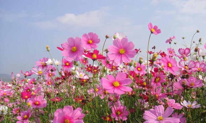 格桑花的花语（探索格桑花的寓意与象征）