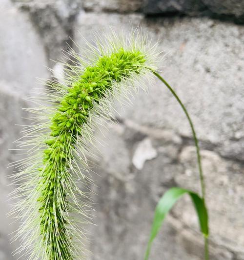 狗尾巴花的花语与寓意（揭秘狗尾巴花的神秘象征）