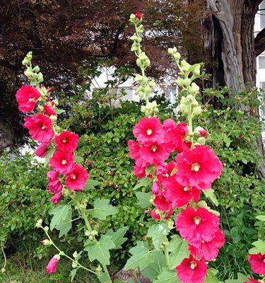 广元市花——竹芋，寓意繁荣和希望（探秘广元市花竹芋的花语和文化内涵）