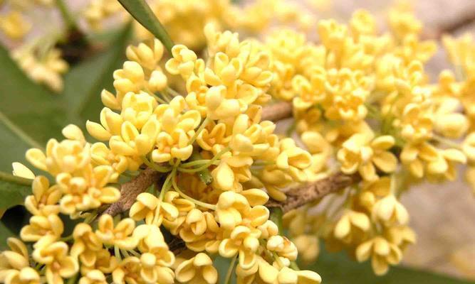 桂花的花语与其美丽香气（传递爱意的桂花花语）