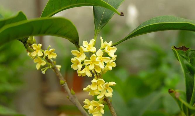 桂花树的寓意与象征风水（桂花树的吉祥之美和风水带来的好运）