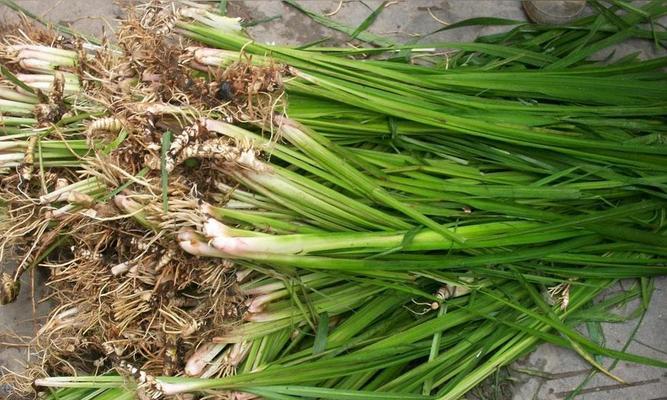 禾本科植物——种类与特点（探索禾本科植物的丰富多样性和生态价值）