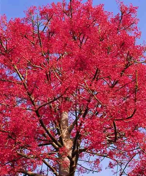 红枫花语（秋日枫叶飘香）