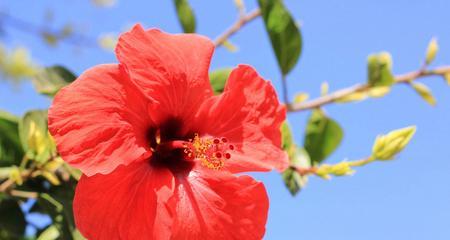 红色丁香花的花语与意义（探寻红色丁香花的深意）