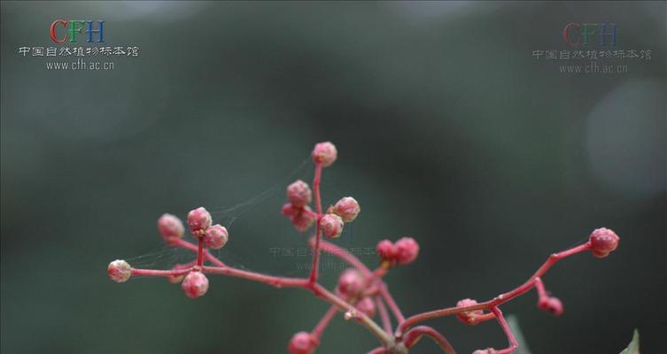 花椒开花的美丽与寓意（探索花椒开花的魅力及其时间与寓意）