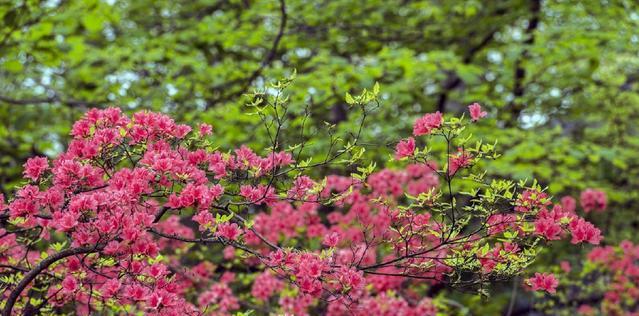 杜鹃花的象征与意义（醉人花海）