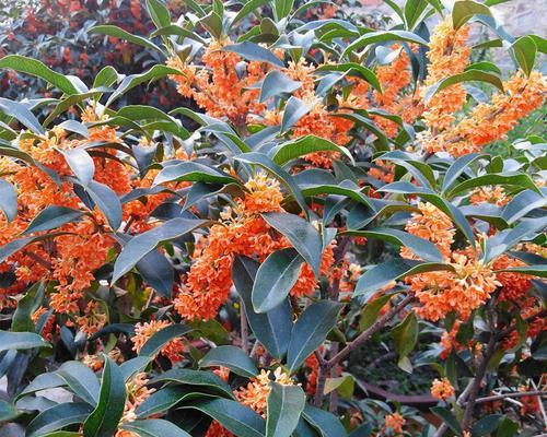 金桂花开，迎接芳华四季（金桂花开的时间）